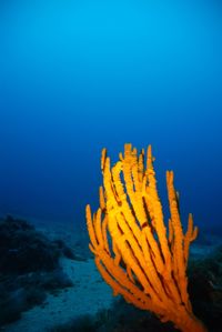 Close-up of coral swimming in sea