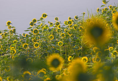 Close-up of yellow flowering plant on field