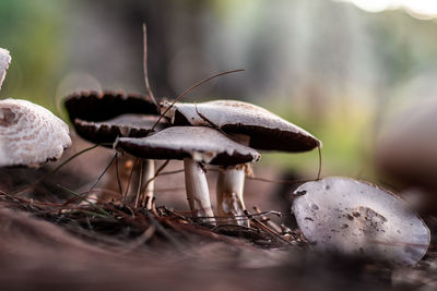 Close-up of mushroom growing on field