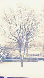 Bare trees on snow covered landscape