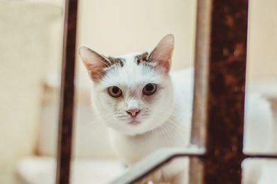 Close-up portrait of a cat