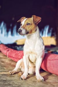 Close-up of a dog looking away