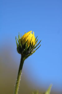 Close-up of yellow flowering plant against blue sky