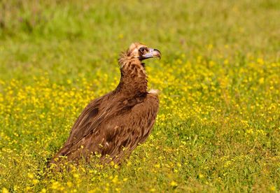 Duck on a field