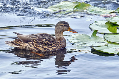 Duck swimming in lake