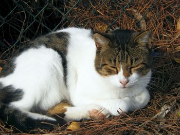 High angle view of cat resting