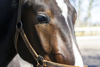 Close-up of horse