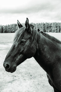 Close-up of horse on field