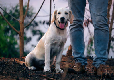 Low section of dog standing on land