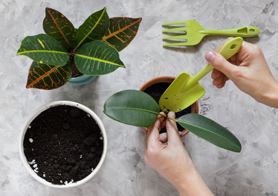 Women's hands transplant a ficus elastica. ceramic pots with flower, soil and tools on a gray table.