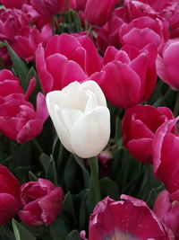 Close-up of pink tulips