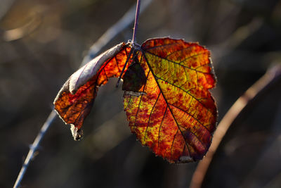 Close-up of autumn leaves