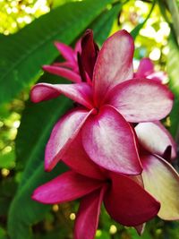 Close-up of pink flower blooming outdoors