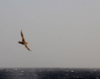 Bird flying over white background
