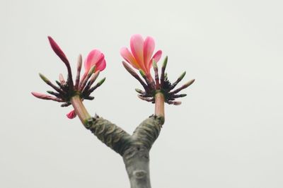 Close-up of flower against white background