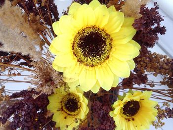 Close-up of sunflower