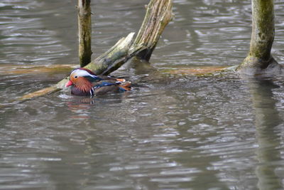 Duck swimming in lake