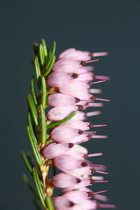 Close-up of purple flowering plant against black background