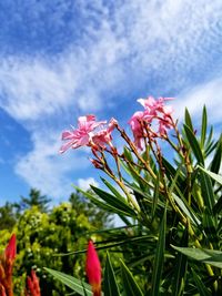 Low angle view of pink flowers blooming against sky