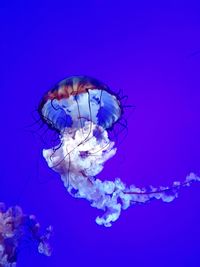 Close-up of jellyfish swimming in sea