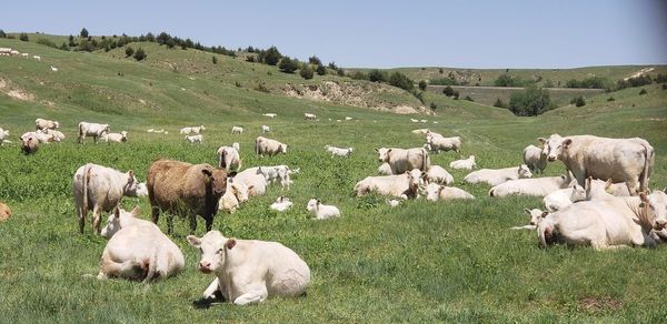 View of sheep on field