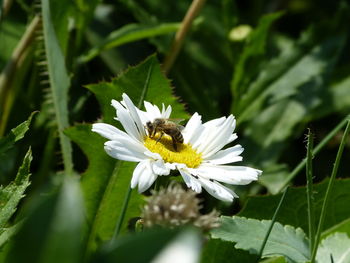 Close-up of bee on white flower