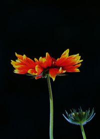 Close-up of flower blooming against black background