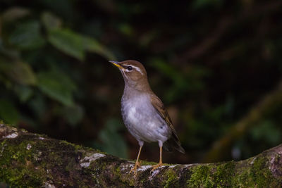 Close-up of bird perching on rock