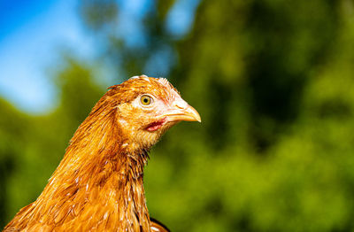 Close up low level view of female chicken hybrid showing black and gold feathers and red crown