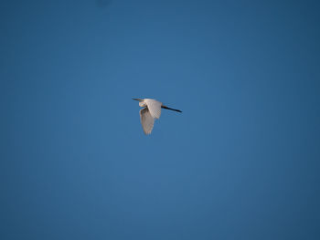 Low angle view of bird flying in sky