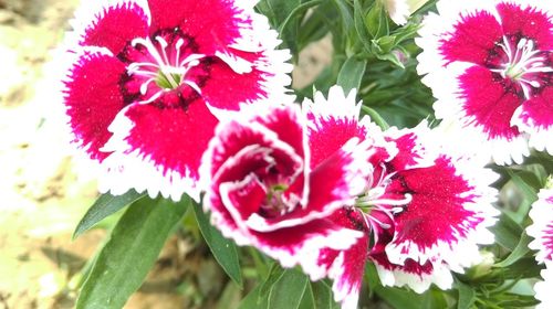 Close-up of red flowers blooming outdoors