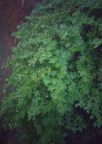 Full frame shot of green leaves