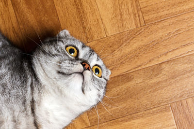 Surprised cat lying on the floor, close up. british cat lying on the floor with copy space