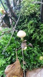 Close-up of mushroom growing on tree trunk