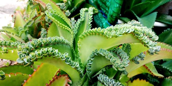 Full frame shot of succulent plants