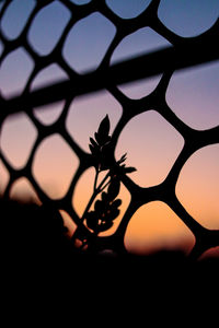 Close-up of silhouette plant against sky at sunset