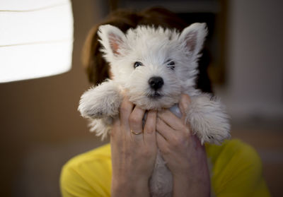 Portrait of dog holding white terrier