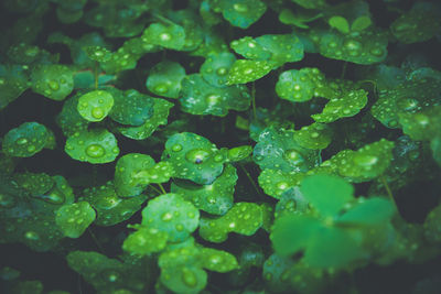 Close-up of raindrops on leaves