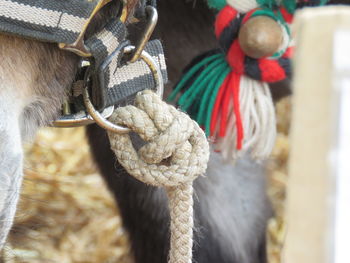 Close-up of rope tied to donkey