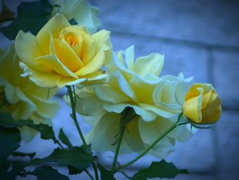 Close-up of yellow rose