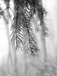 Close-up of pine tree branch