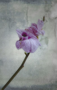 Close-up of blue flowers blooming outdoors