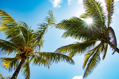 Low angle view of palm tree against sky