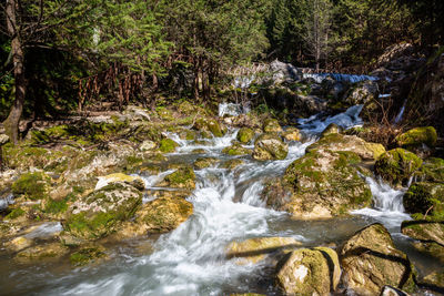 Scenic view of waterfall in forest