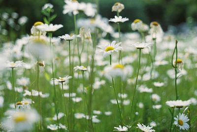 Close-up of white flowers