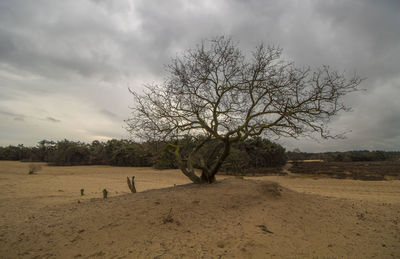 Bare tree on field against sky