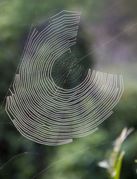 spider web