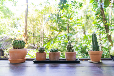 Close-up of potted plants on table in yard
