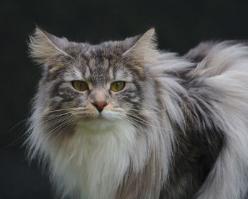 Close-up portrait of a cat