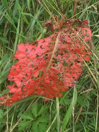 Close-up of red leaves on field